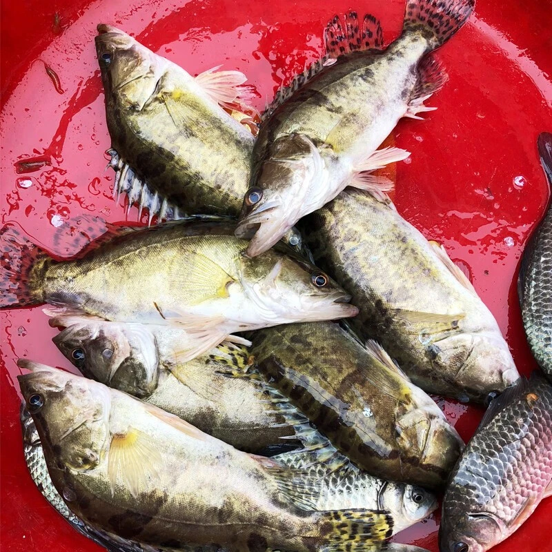 嘴嘴家大湖里野生桂鱼季花鱼