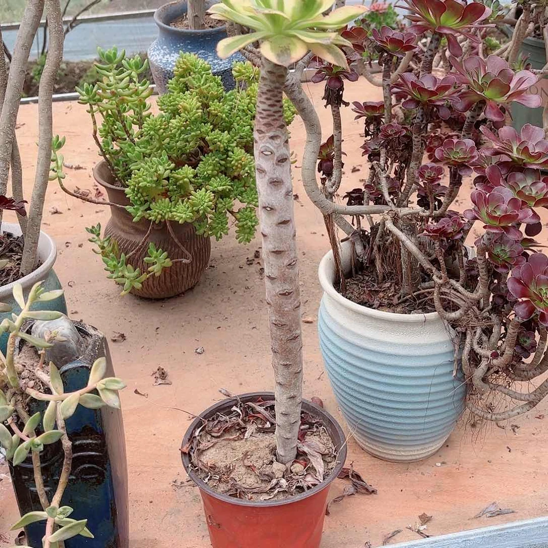 远**妞哈哈哈哈哈哈哈