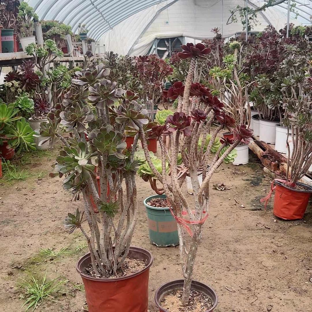 红陶20CM（含）-50CM（不含）