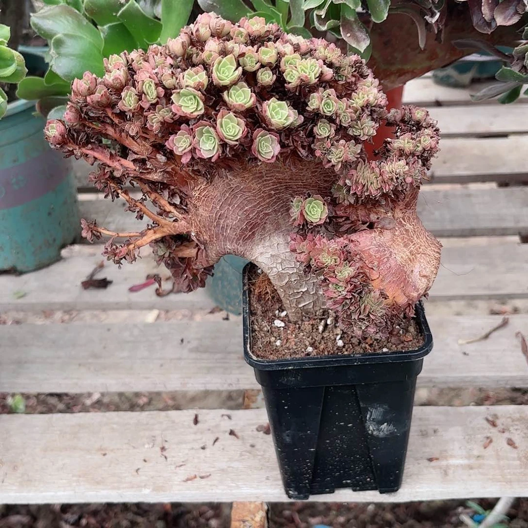 远**妞哈哈哈哈哈哈哈哈哈