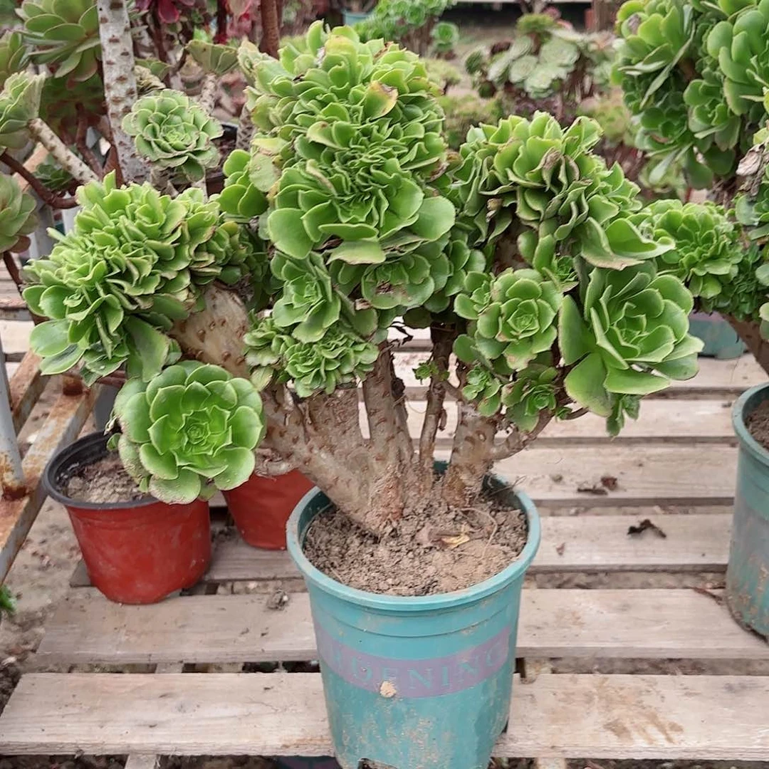 红陶20CM（含）-50CM（不含）随****