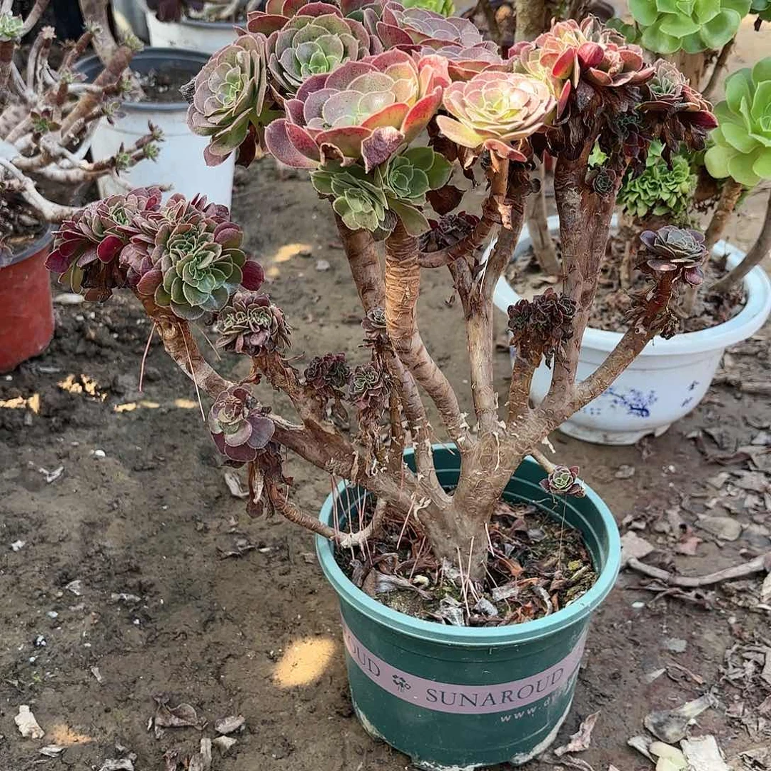 红陶h h h h h h h h h h