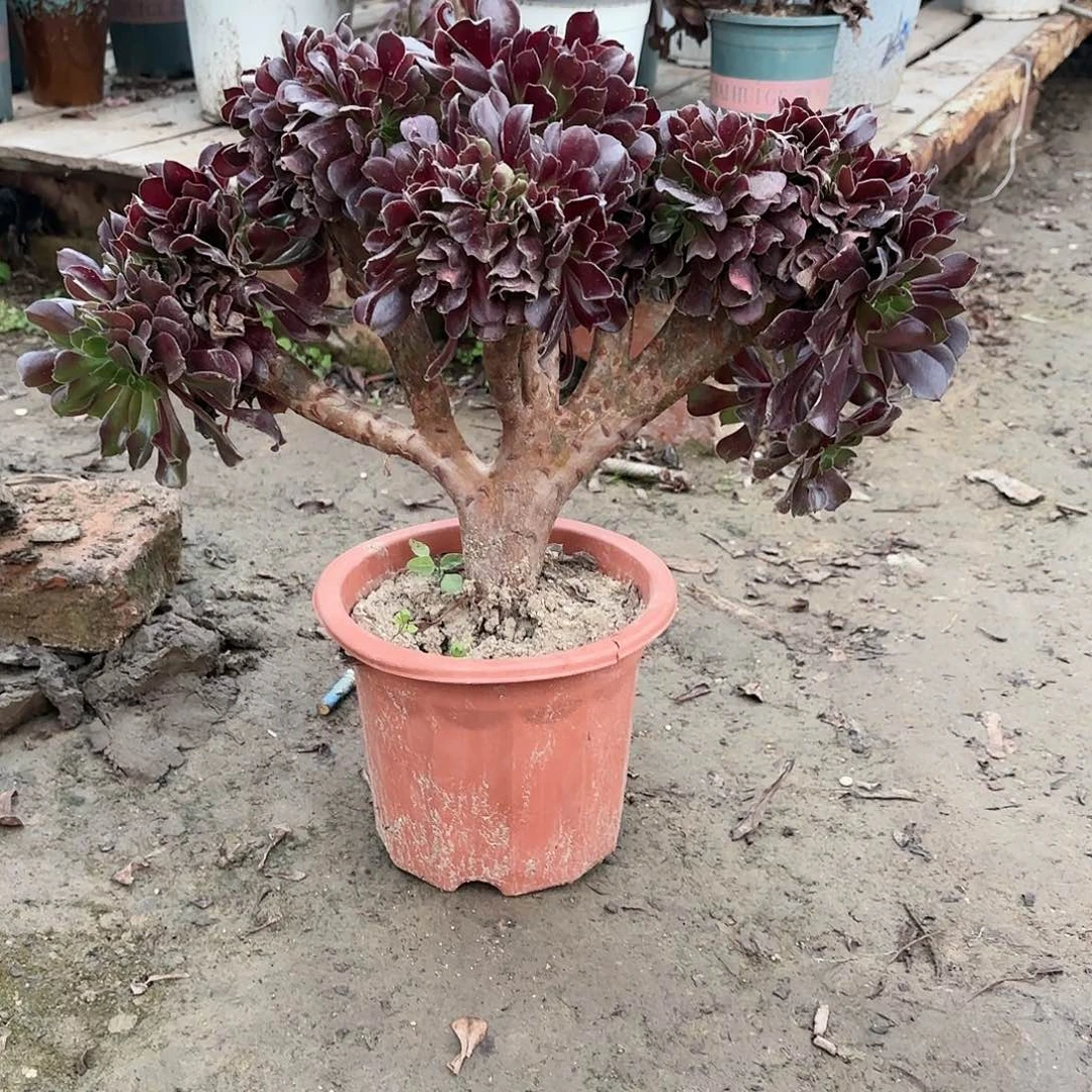 红陶20CM（含）-50CM（不含）