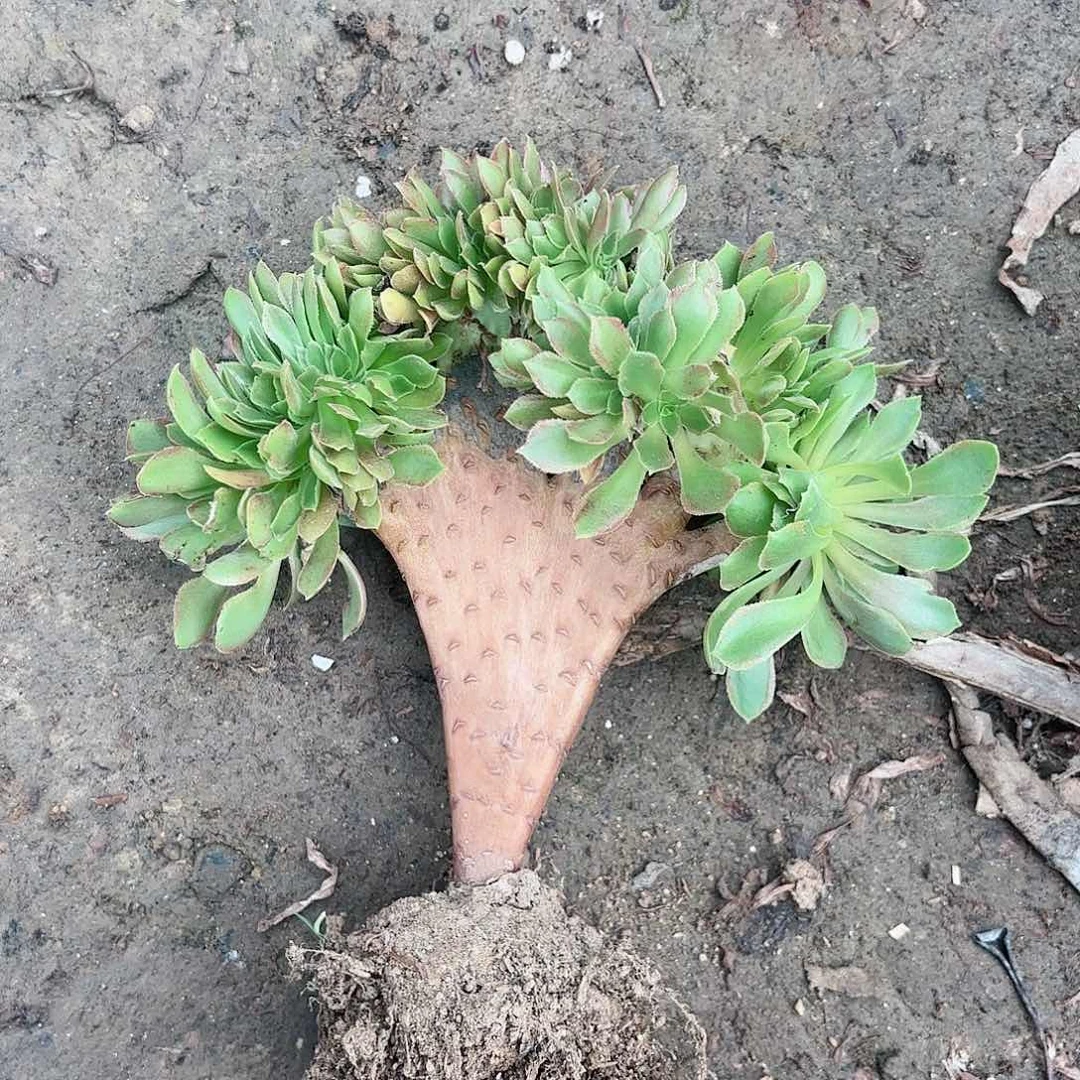 红陶20CM（含）-50CM（不含）