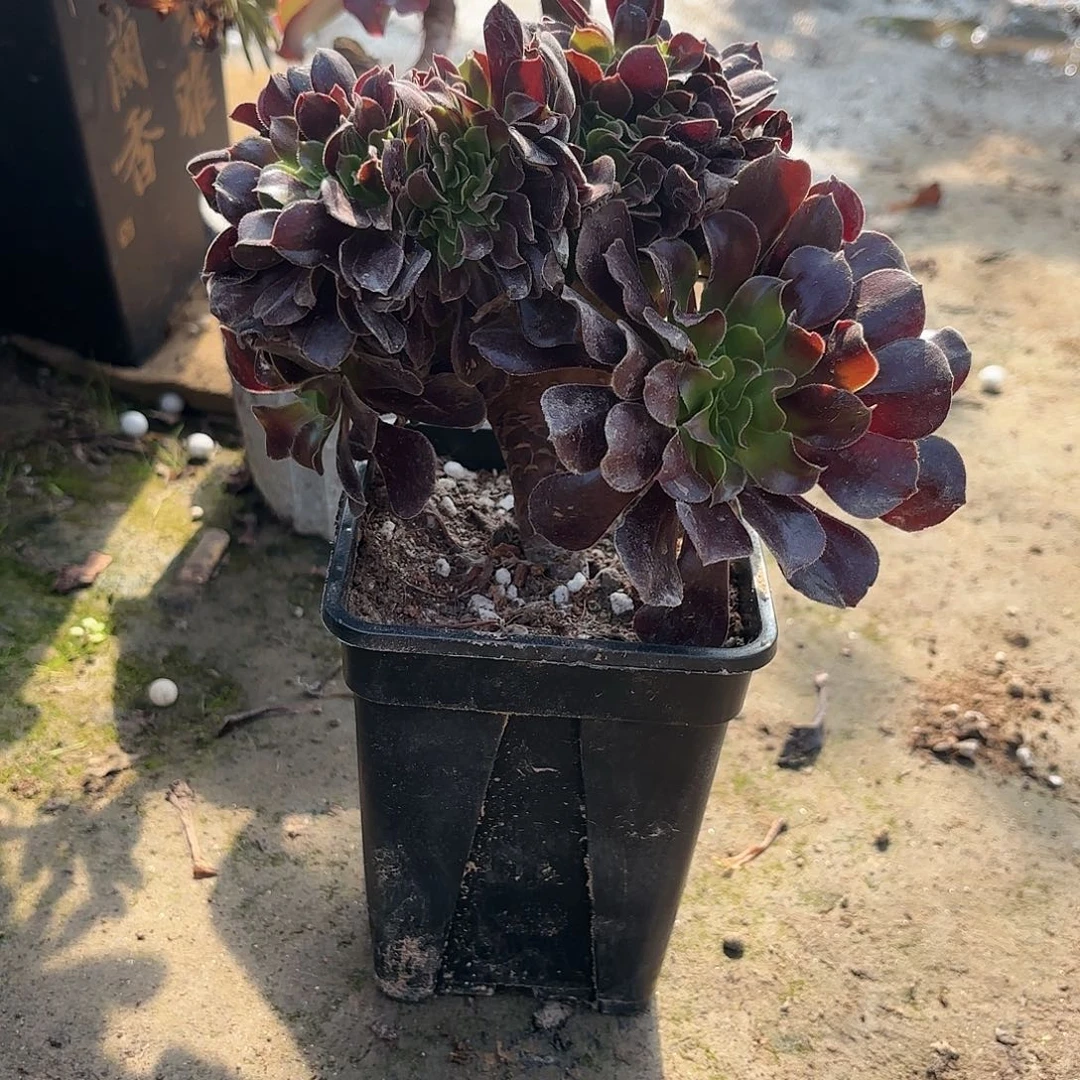红陶20CM（含）-50CM（不含）