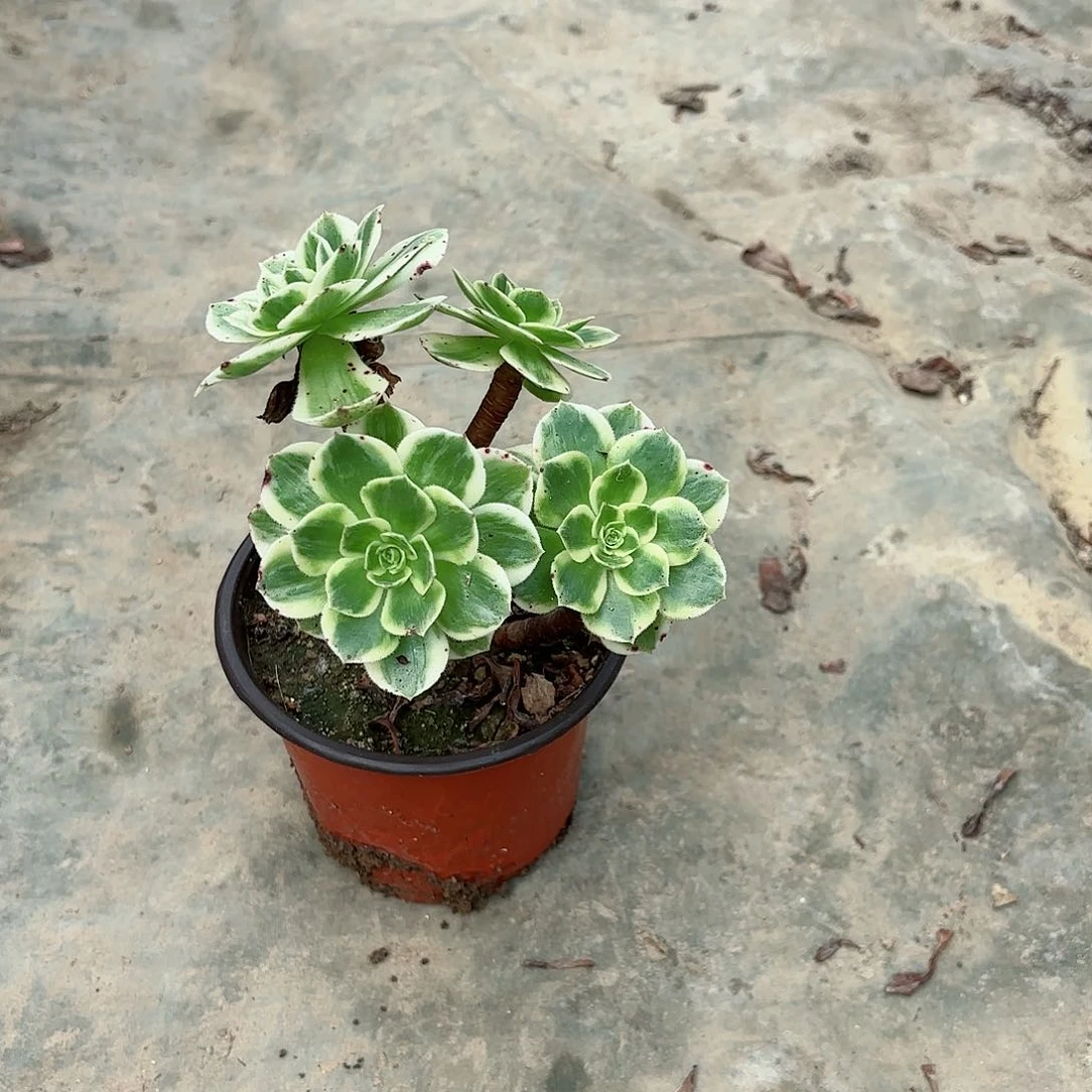 @**格好看好看好姐姐健康