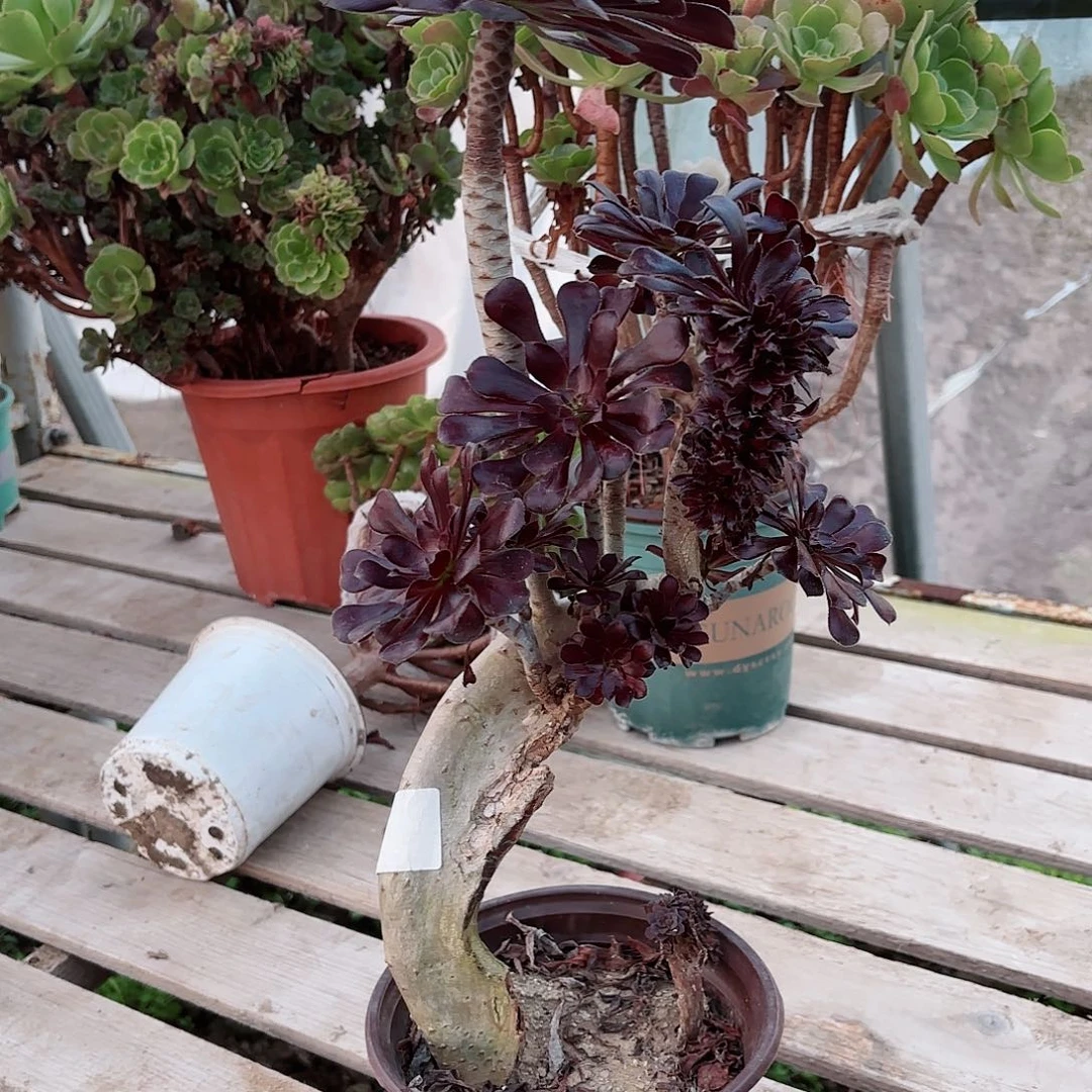 红陶20CM（含）-50CM（不含）