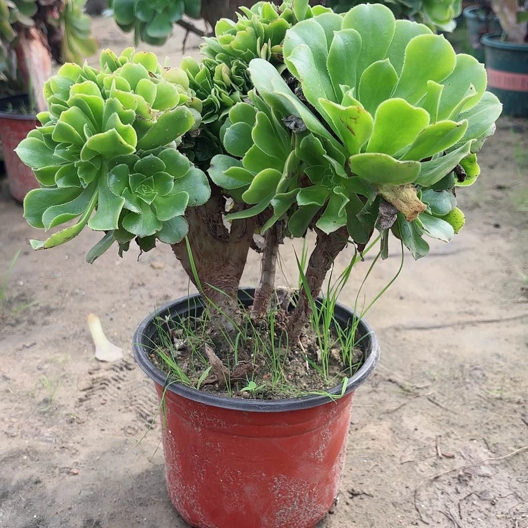 红陶20CM（含）-50CM（不含）