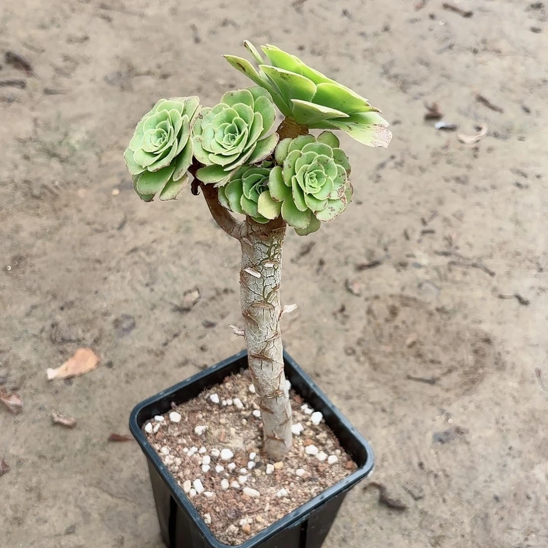 平**淡哈哈哈哈哈哈哈哈哈哈