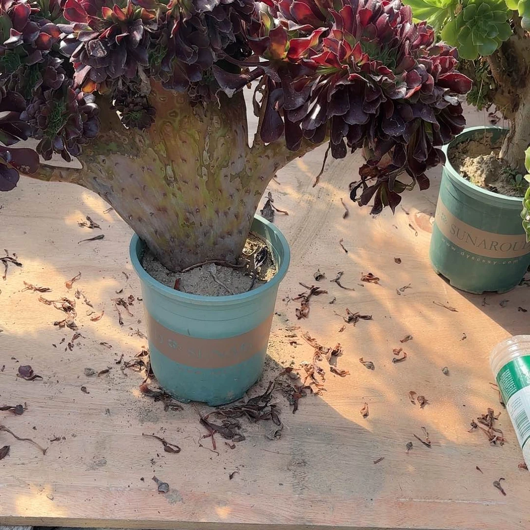 红陶西***西哈哈哈哈哈哈哈哈哈