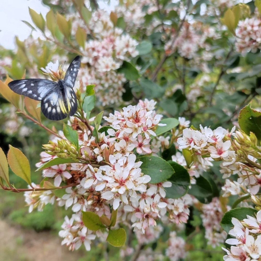 网红春花 石斑木 盆栽绿植 花卉园艺 鲜花植物