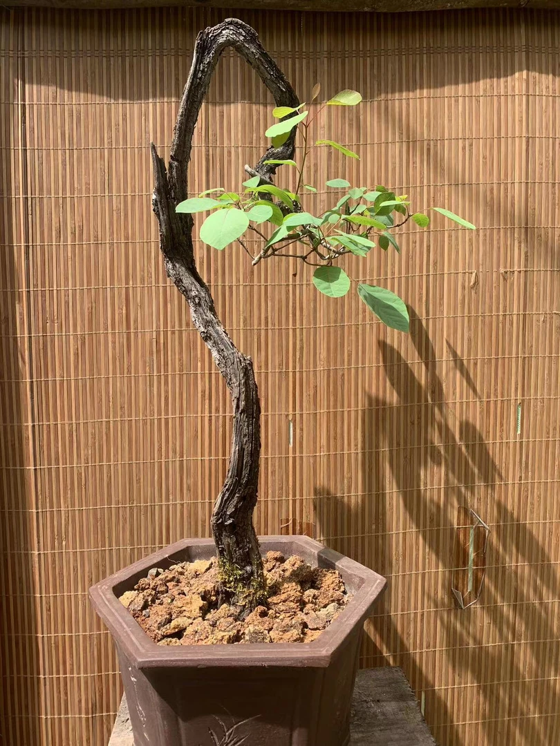香山红叶黄栌盆景，春夏赏绿叶，秋赏红叶，冬观骨架寒枝