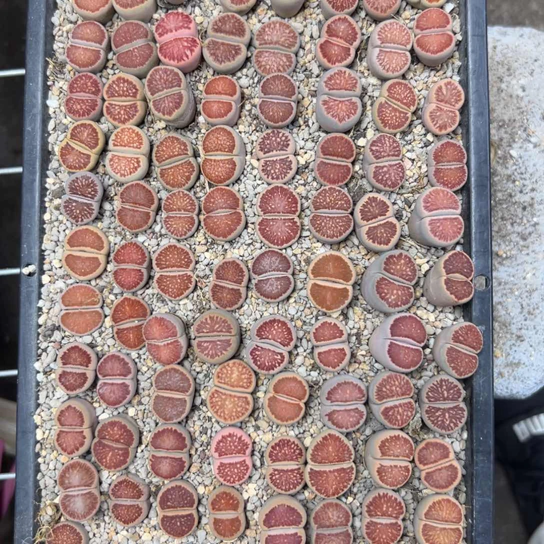 7830郡专拍菊88颗