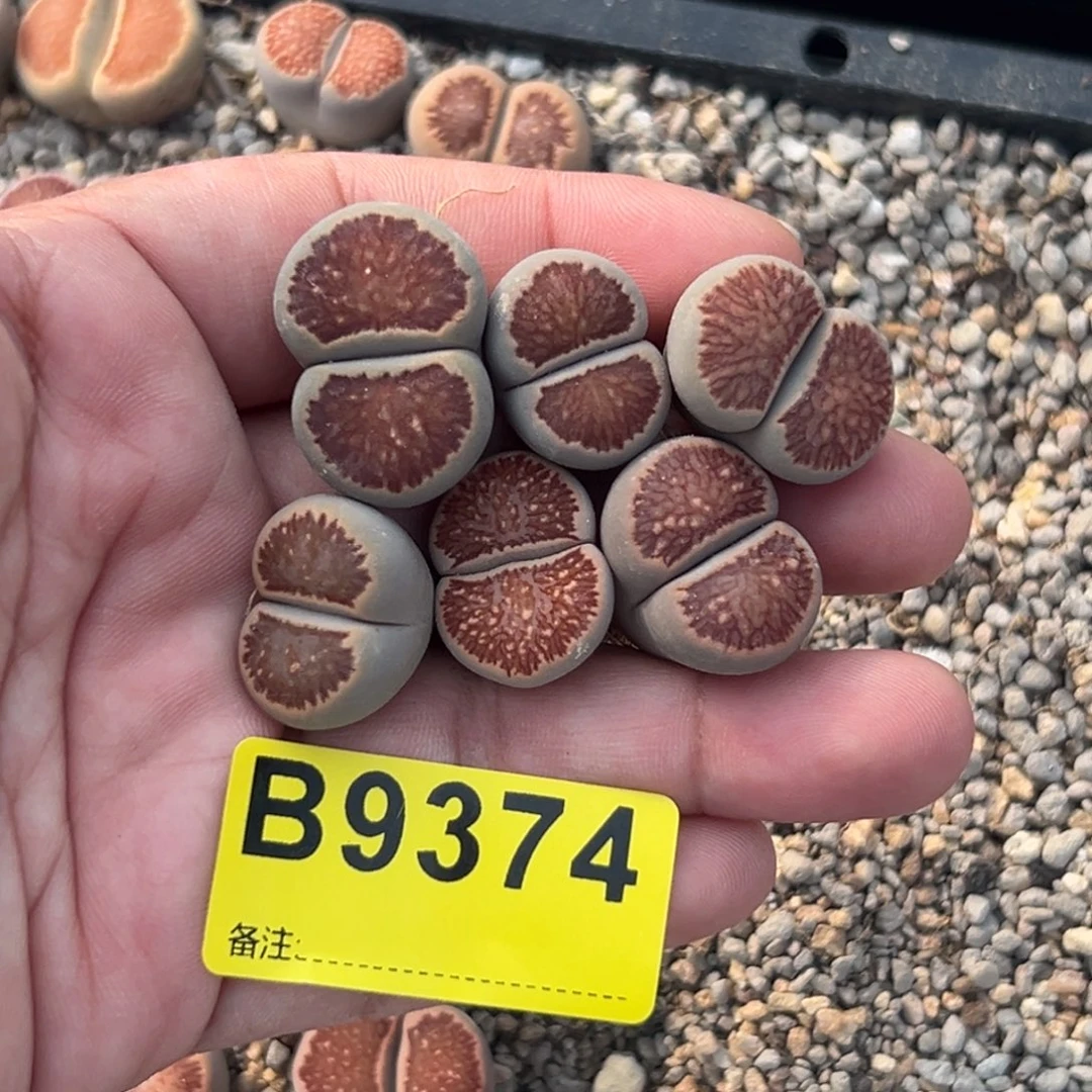 ࿐****9374菊6专拍专拍