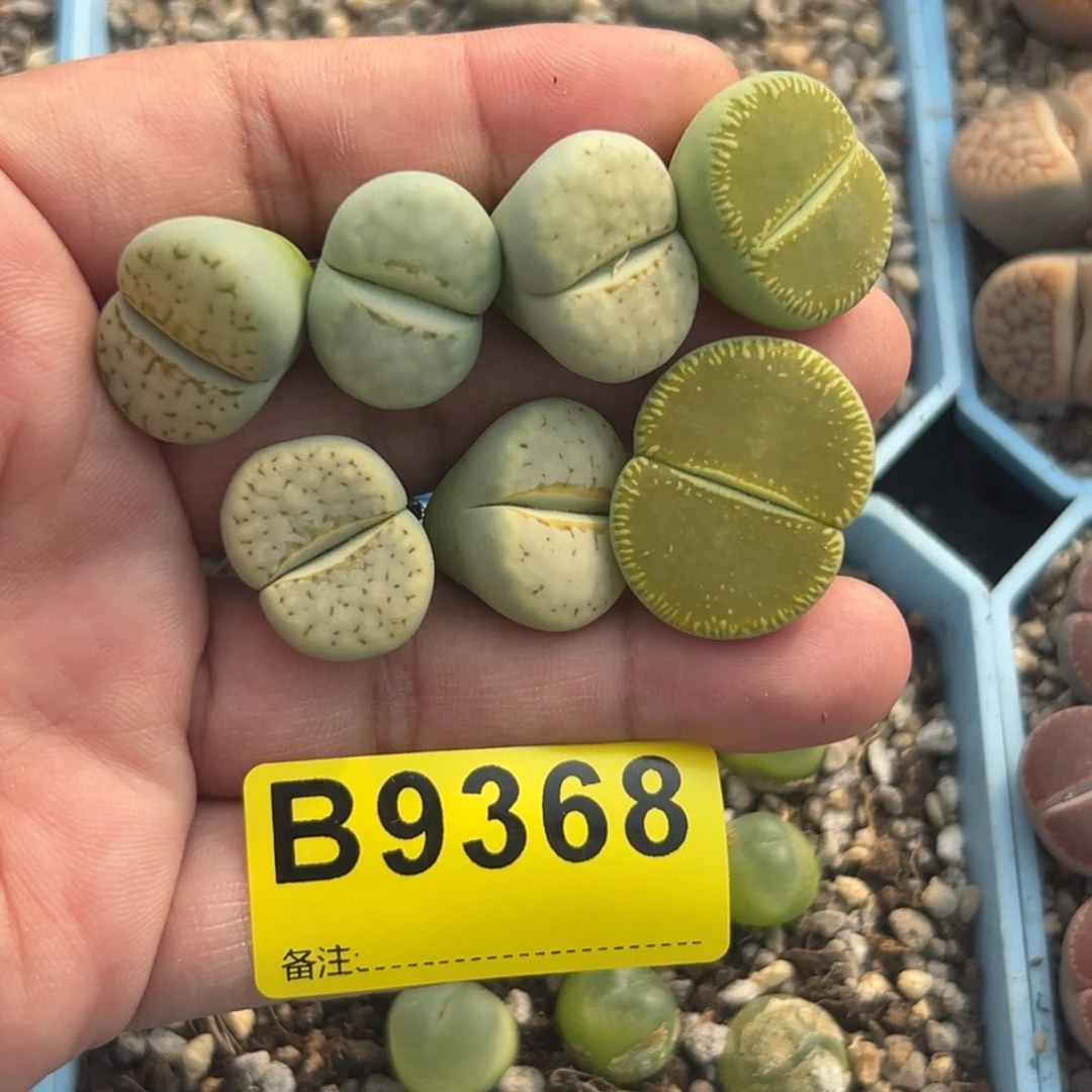 ࿐****9368寿丽5绿光阳2专拍专拍