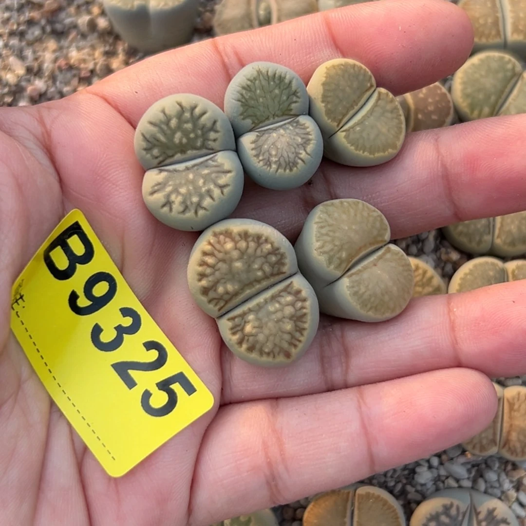 姚*乐9325杂交菊5专拍专拍