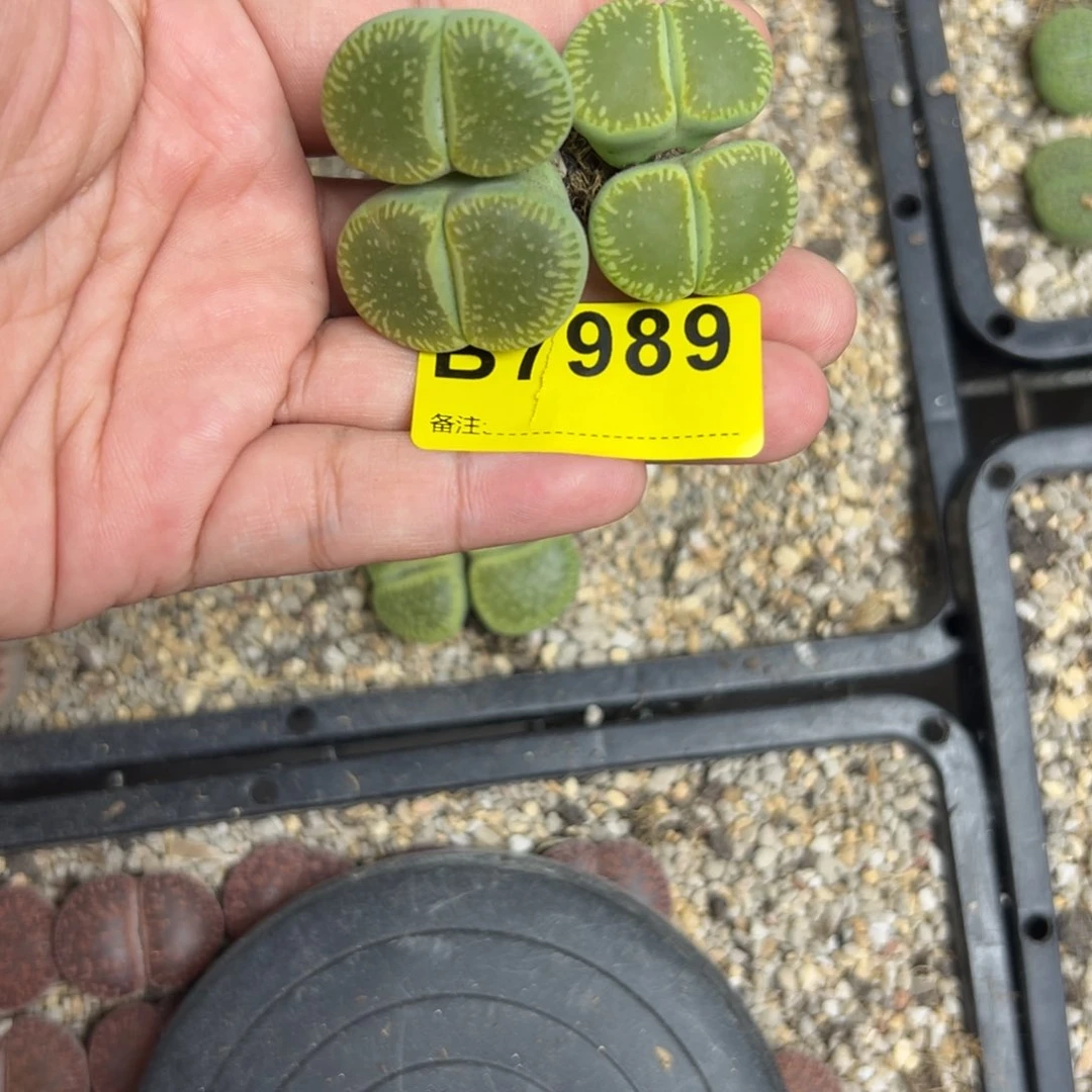 蛇***）7898绿光阳2双头