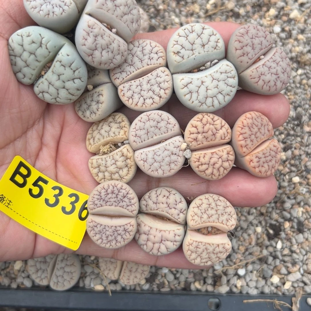 丹*子5336荒混14专拍的