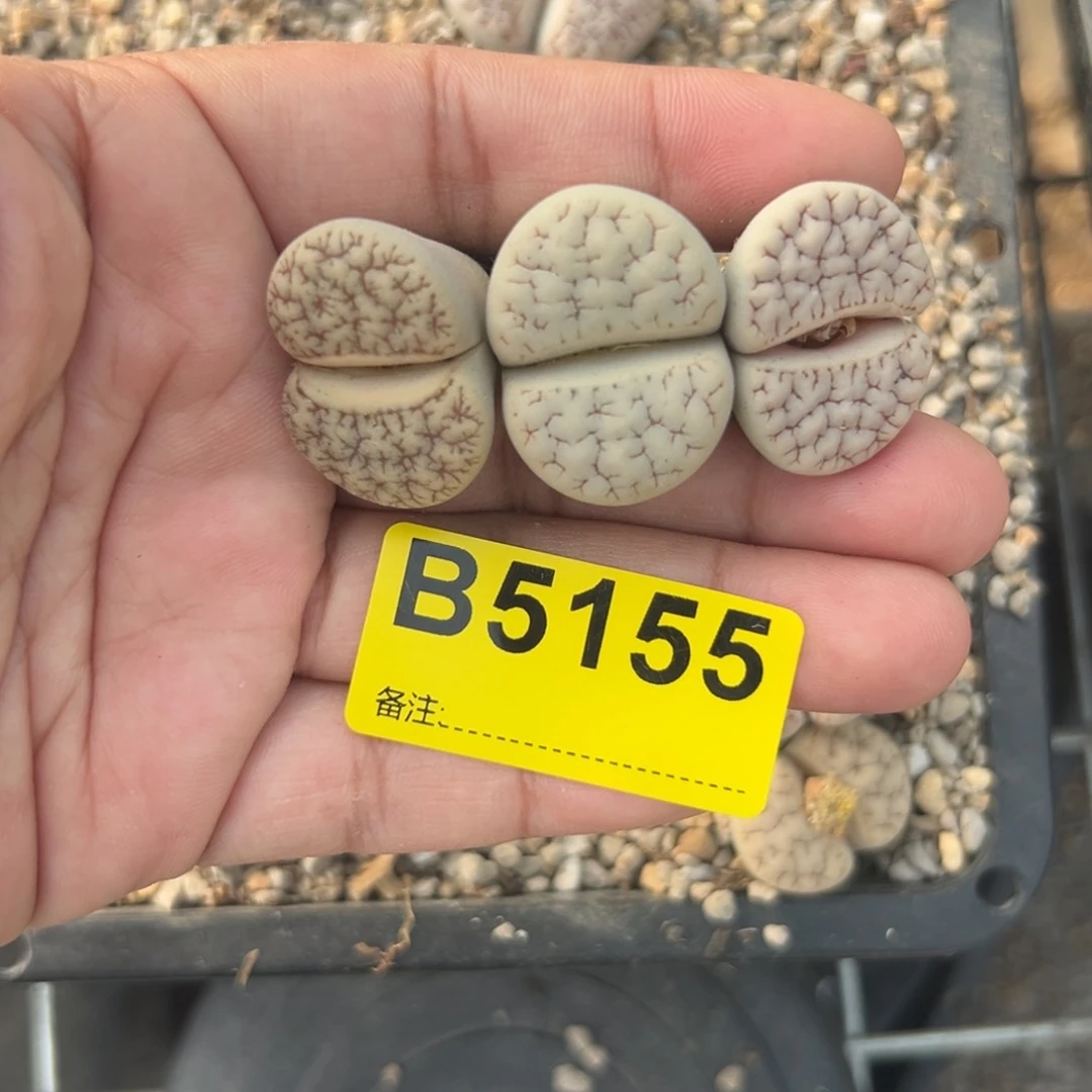 傻*布5155荒混3专拍的