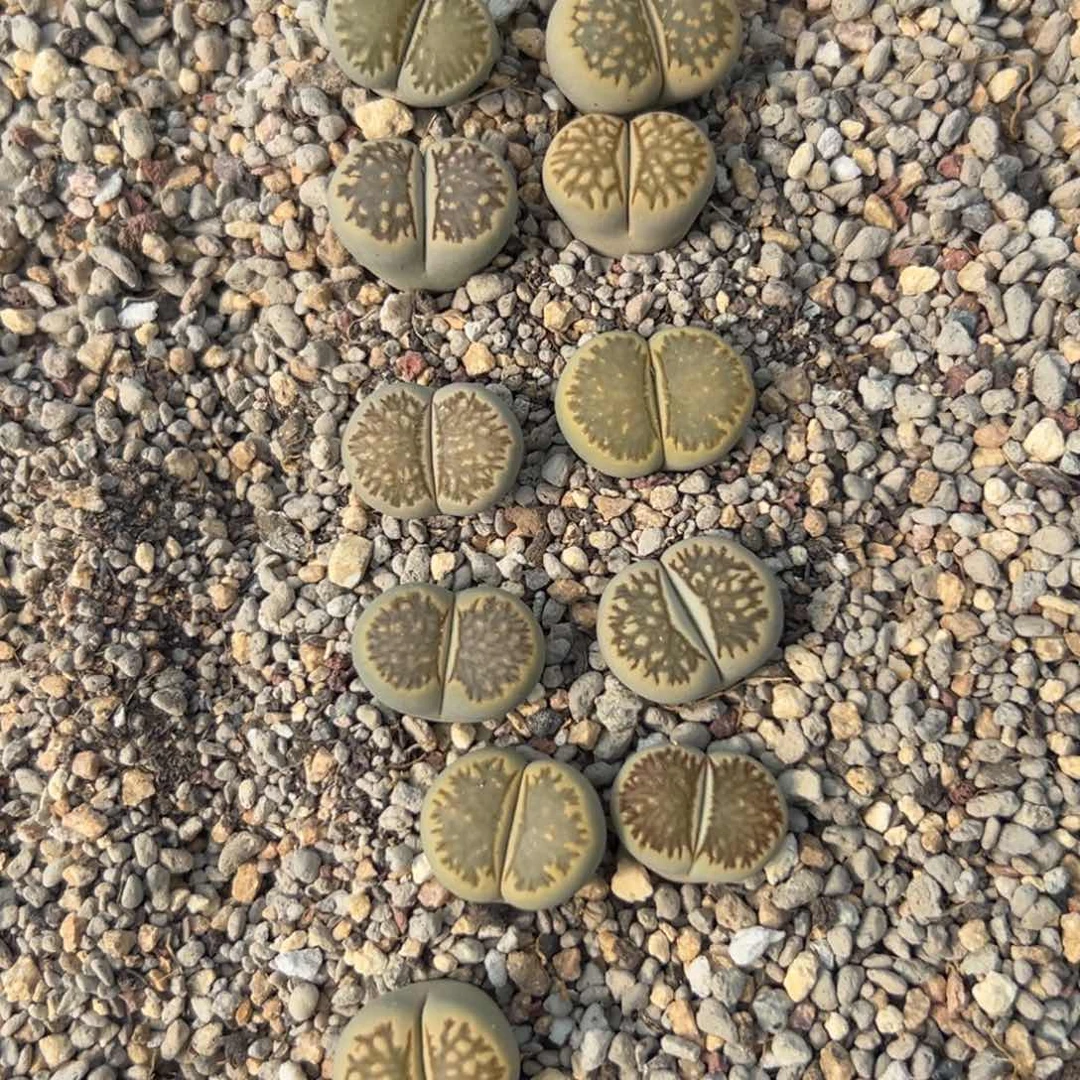 ➺****菜9295杂交菊12专拍专拍专拍