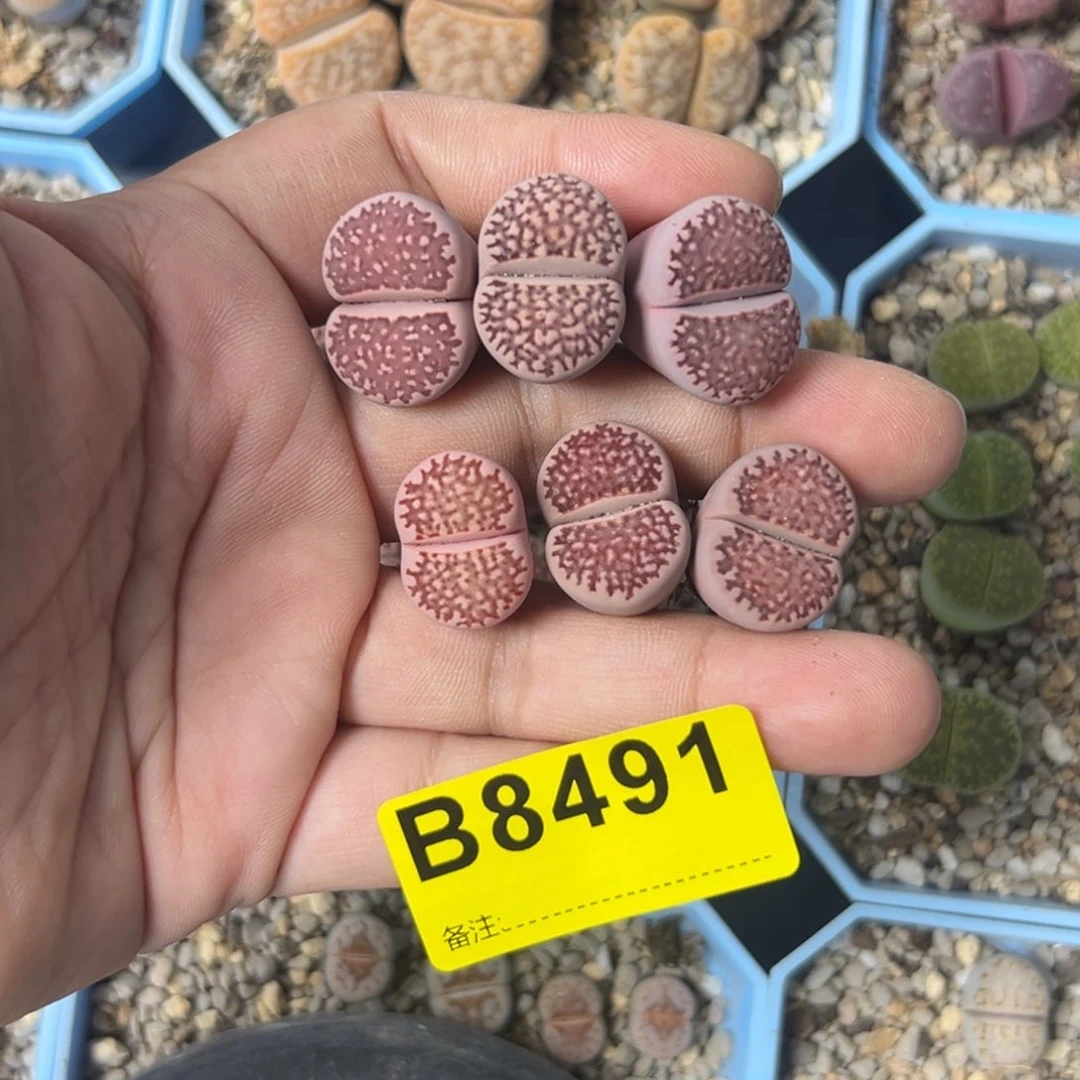 ?***杨8491紫网纹6专拍