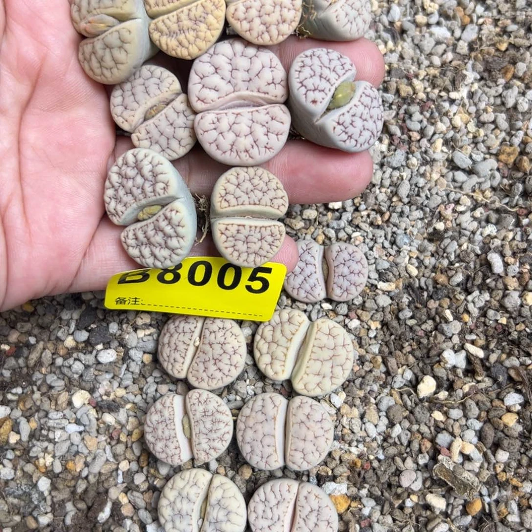 蛇***）8005荒混9专拍