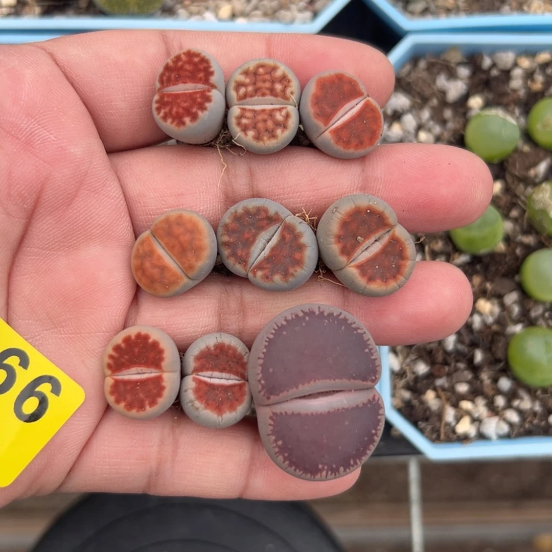 又*9266红窗8大ko1专拍专拍