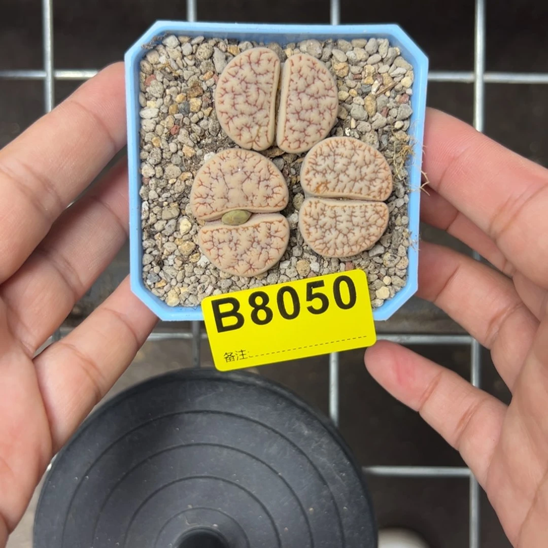 甜**?8050荒3专拍