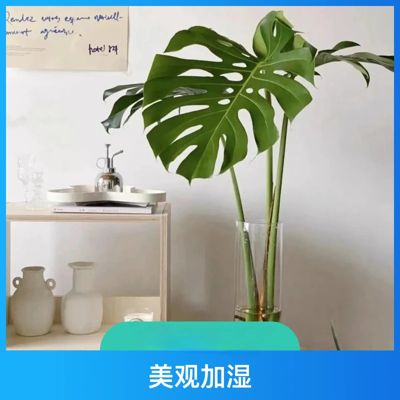 网红老桩水培龟背竹大叶开背开洞