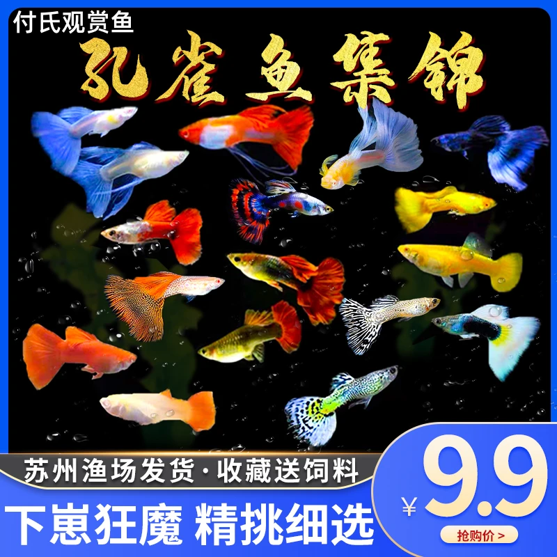 孔雀鱼淡水易繁殖耐活体好养纯种小型胎生鱼观赏生崽热带鱼玛丽鱼
