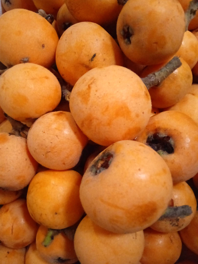 贵州本地枇杷新鲜当季水果农家种植露天枇杷现摘现发