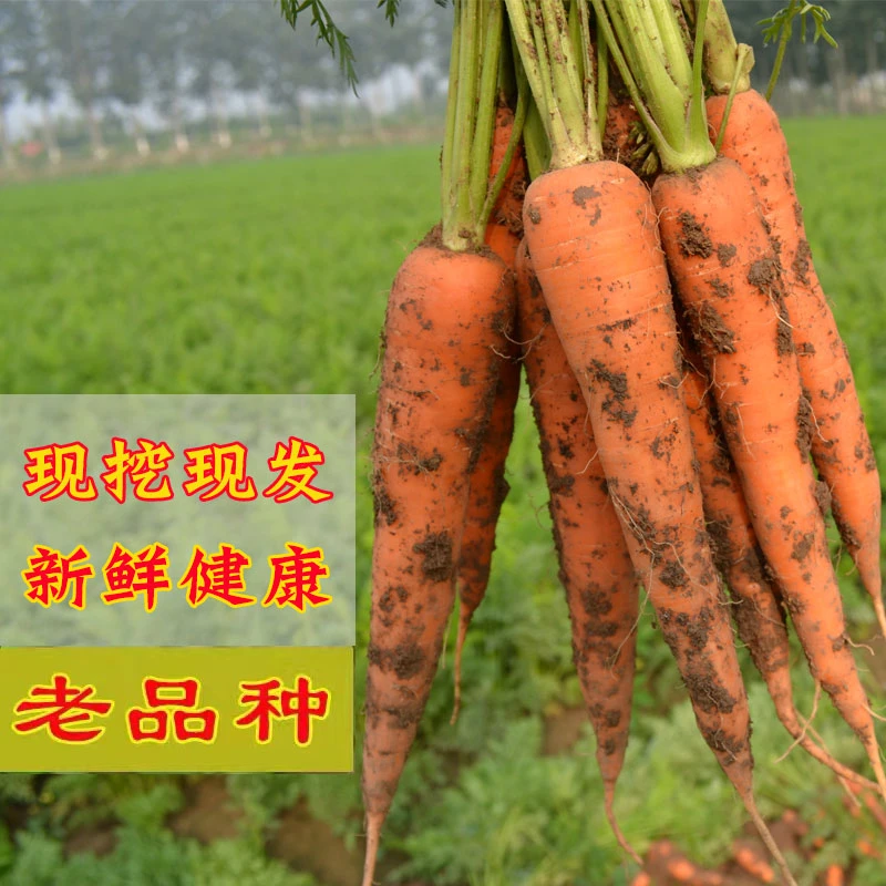 【店长推荐】老品种沙窝胡萝卜3/5斤生态沙地种植新鲜榨汁天津包邮