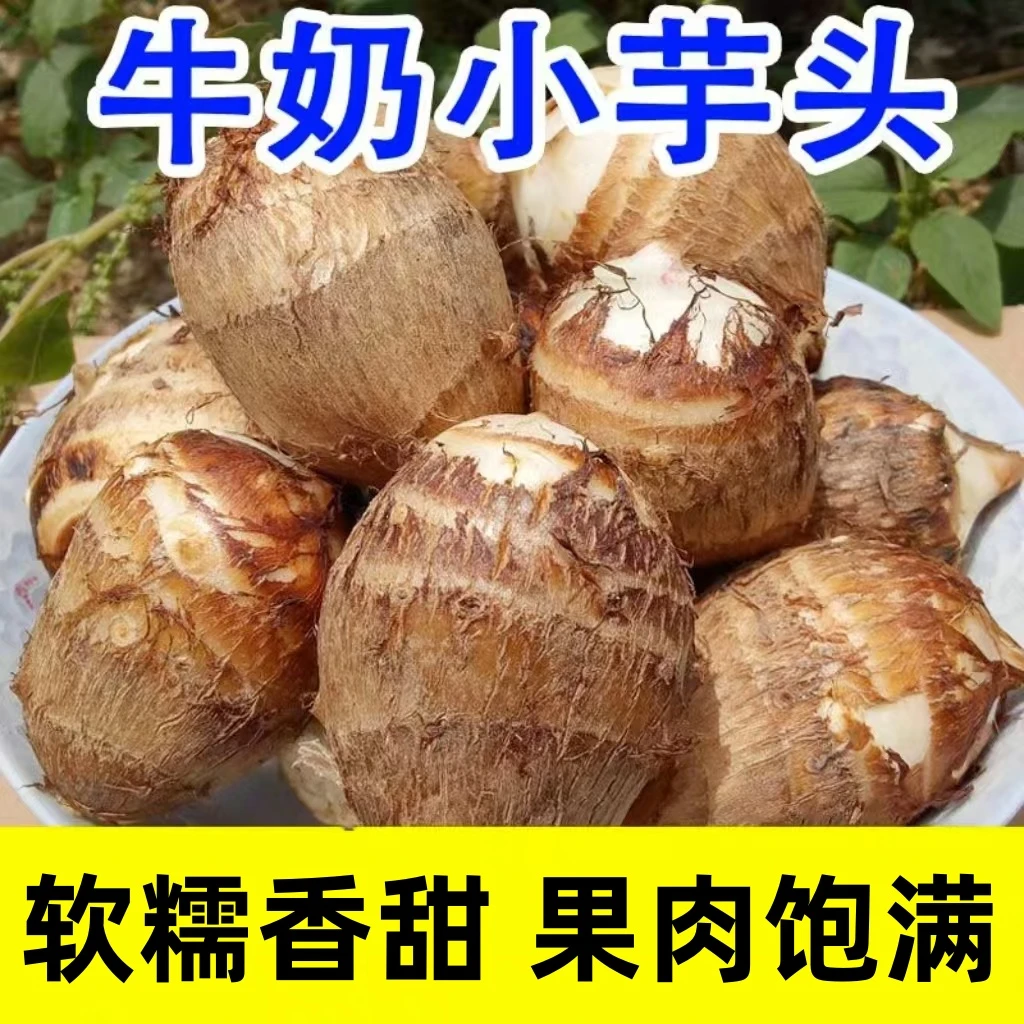 山东牛奶芋头正宗毛芋头新鲜现挖粉糯香甜农家自种蔬菜皮薄