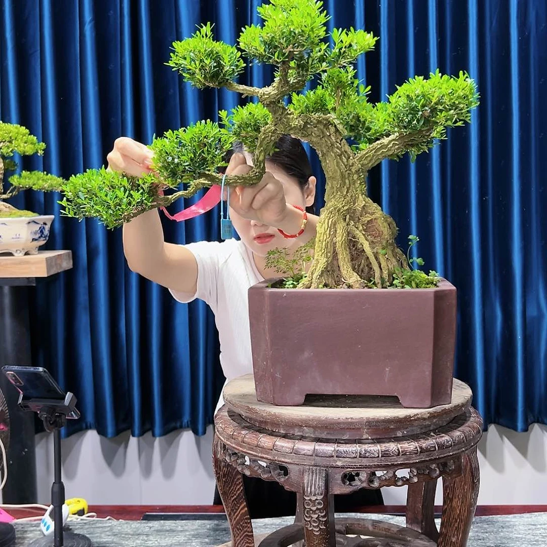 黄杨室内外绿植盆景一物一拍黄杨