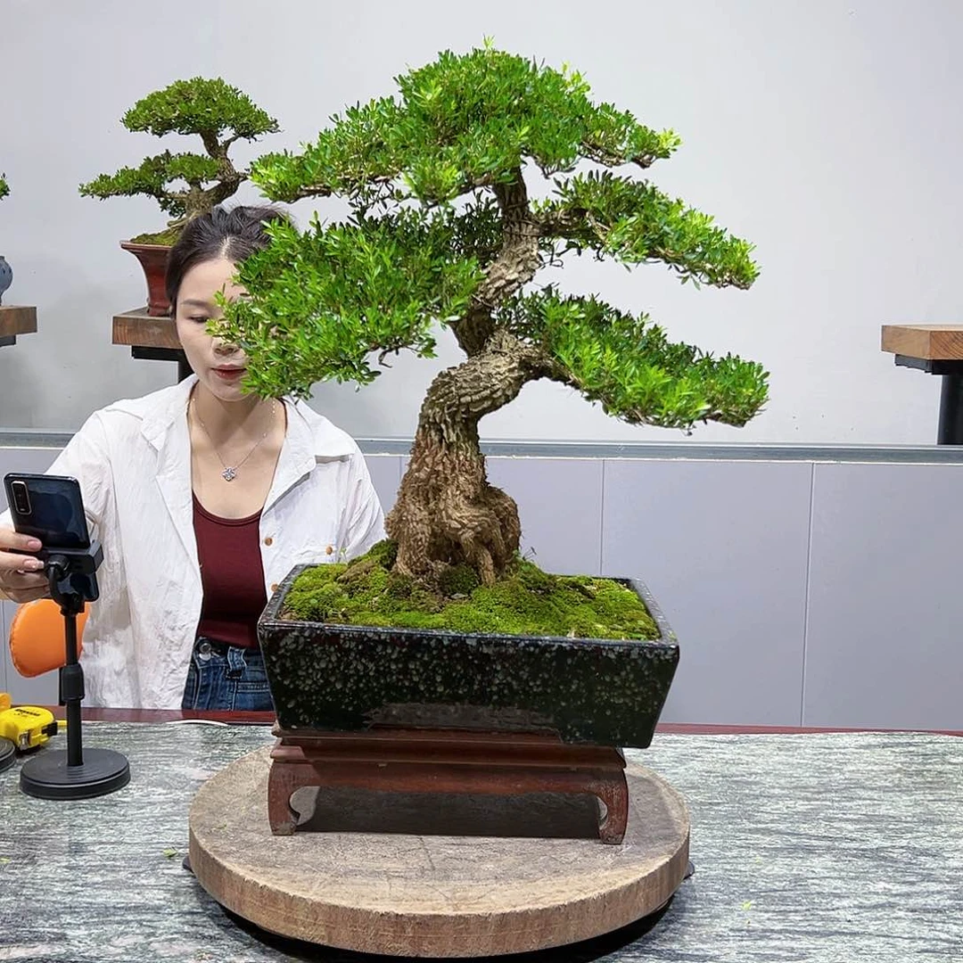 黄杨盆景绿植盆景