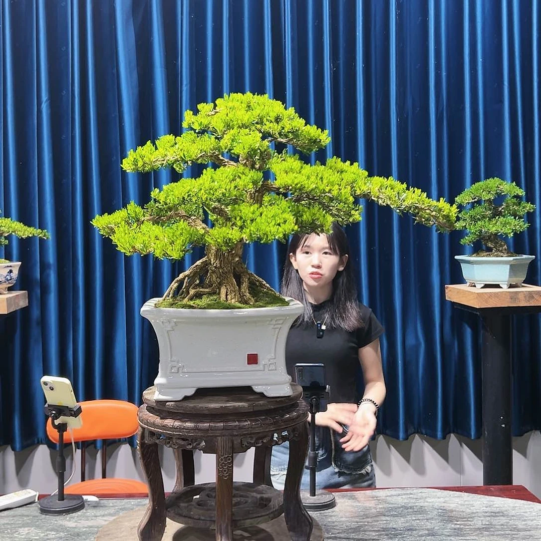 黄杨盆景艺术作品