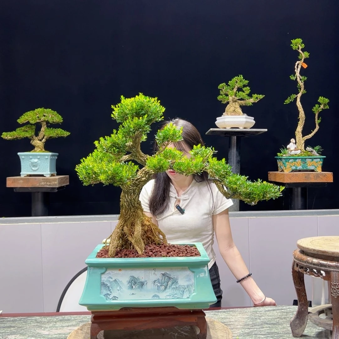 黄杨大*绿植黄杨盆景雀舌软枝