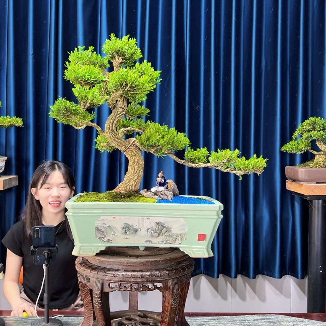 黄杨盆景艺术作品