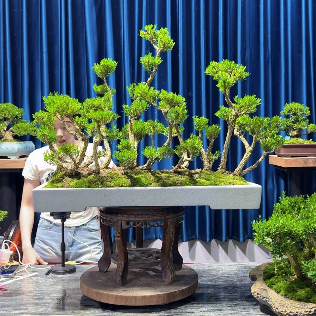 广东黄杨盆景绿植老桩