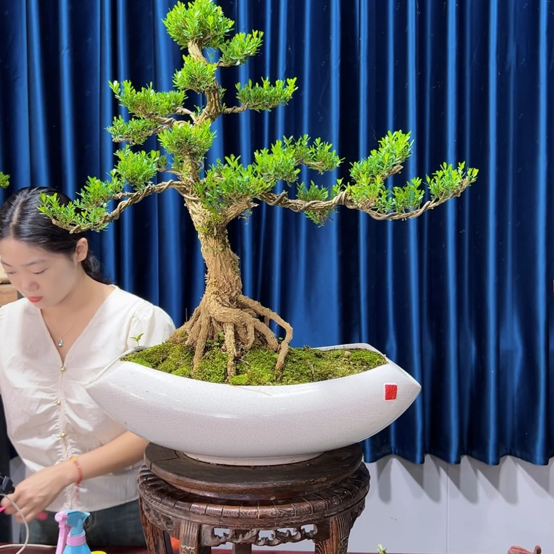 黄杨室内外绿植盆景一物一拍黄杨