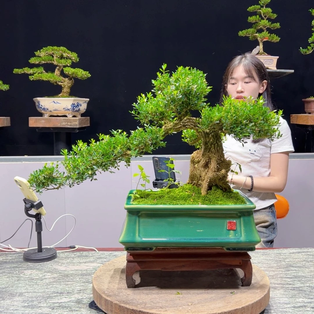 绿植黄杨盆景雀舌软枝