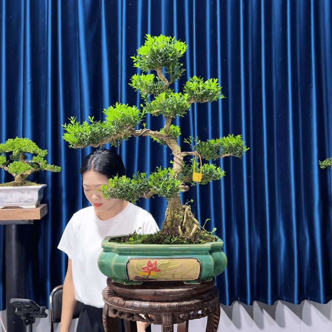黄杨盆景艺术作品