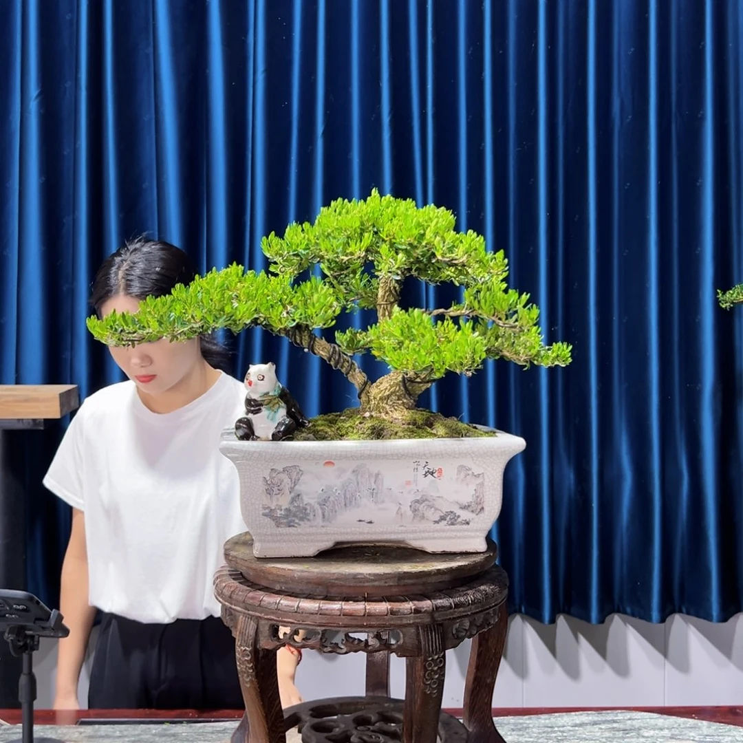 黄杨B****0盆景艺术作品