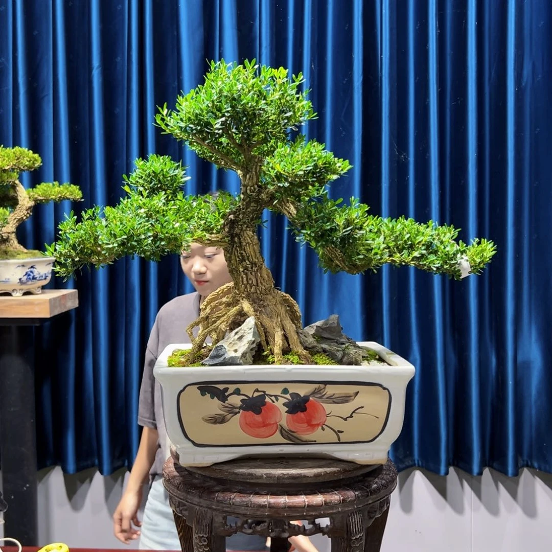 黄杨室内外绿植盆景一物一拍黄杨