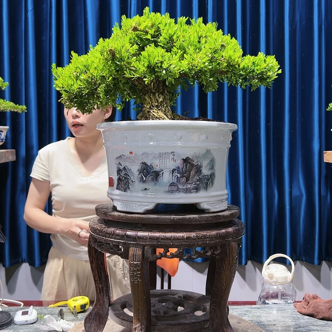 黄杨盆景绿植盆景