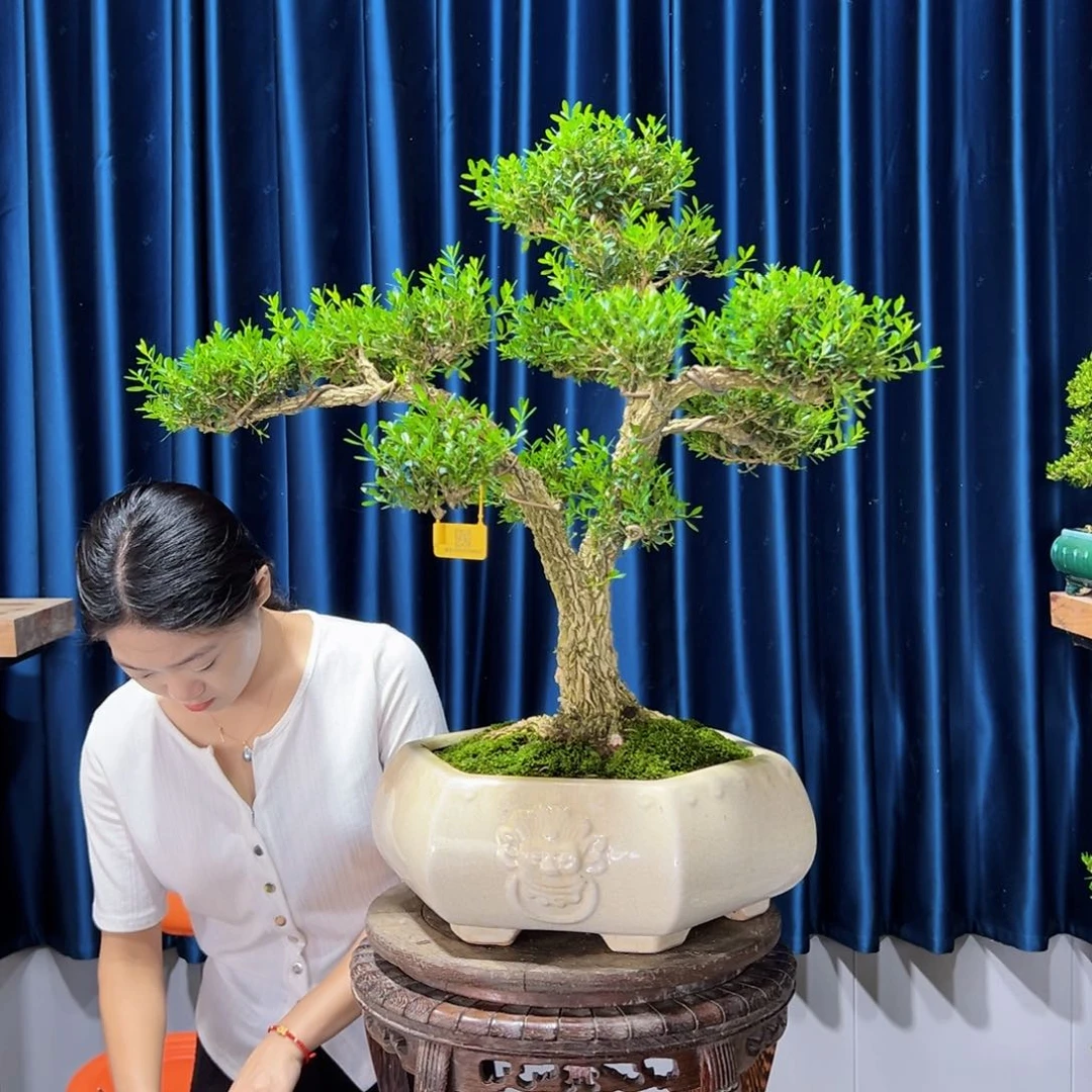 黄杨室内外绿植盆景一物一拍黄杨