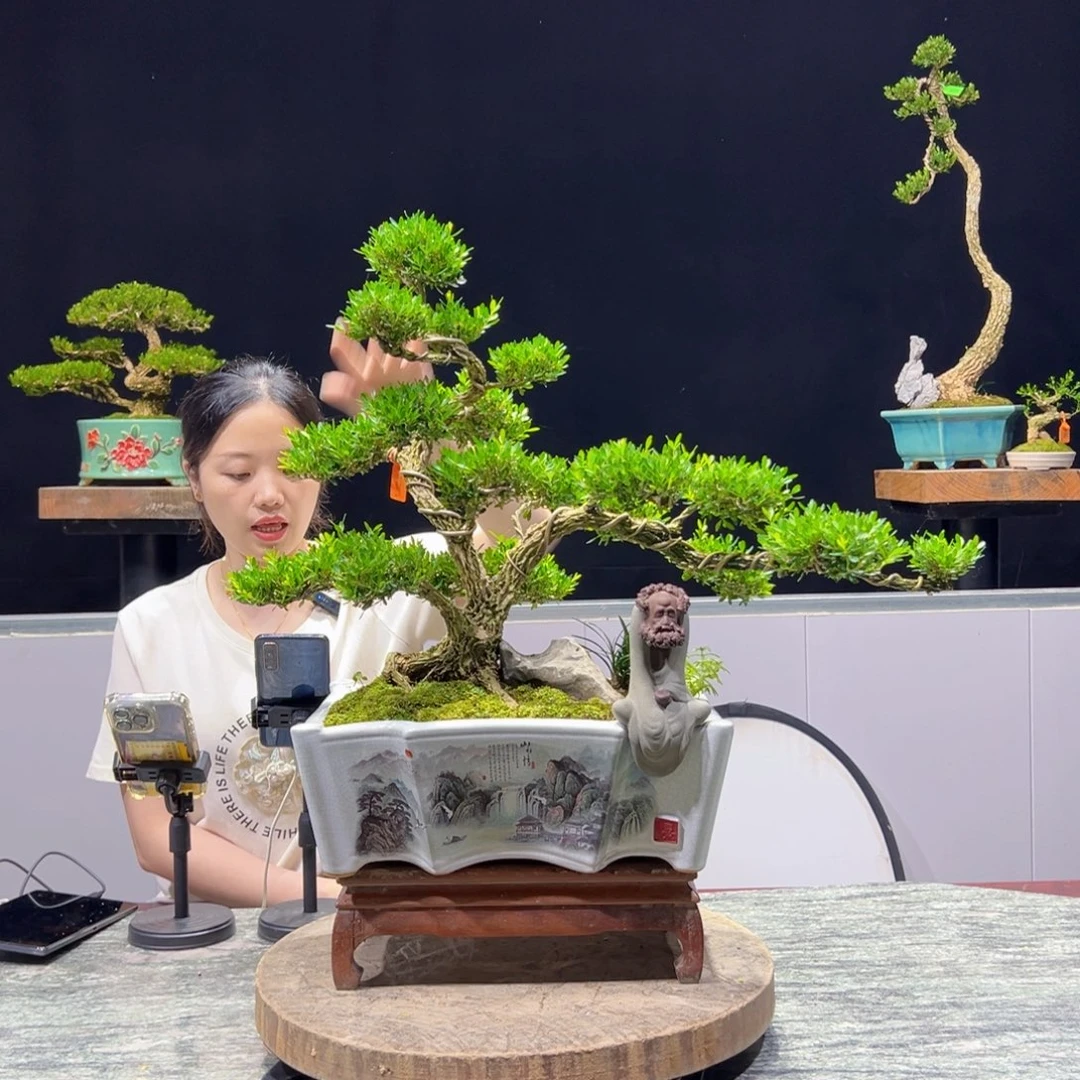 黄杨绿植黄杨盆景雀舌软枝