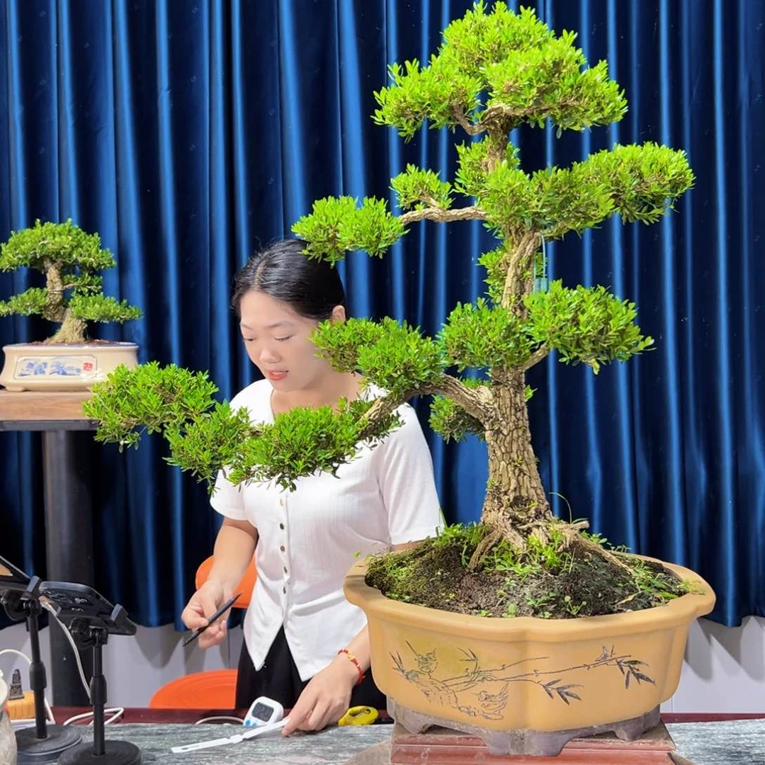 黄杨室内外绿植盆景一物一拍黄杨