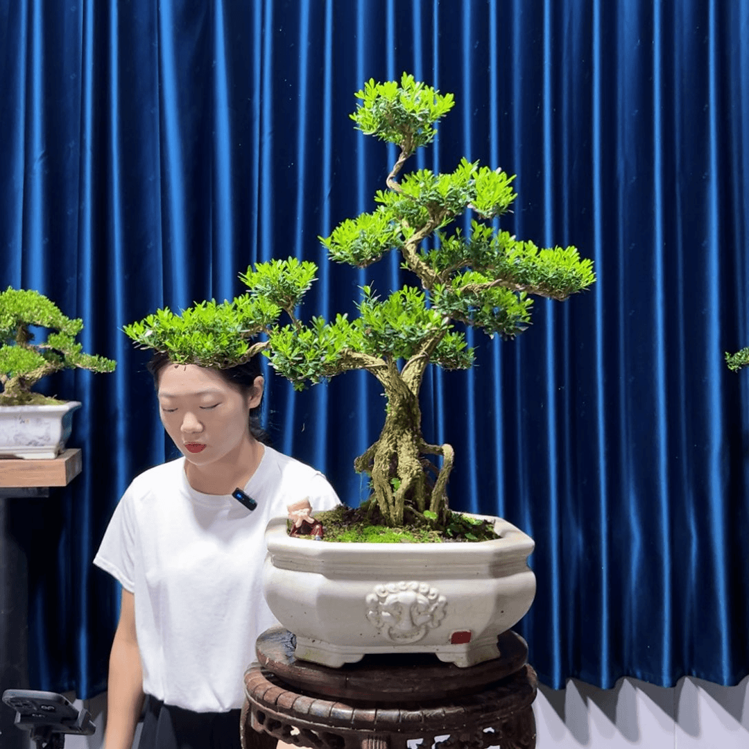 黄杨盆景艺术作品