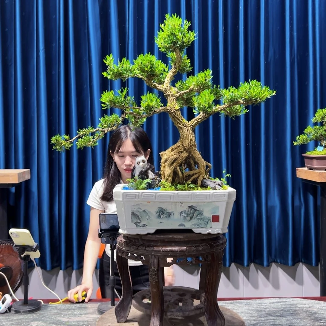 黄杨盆景艺术作品